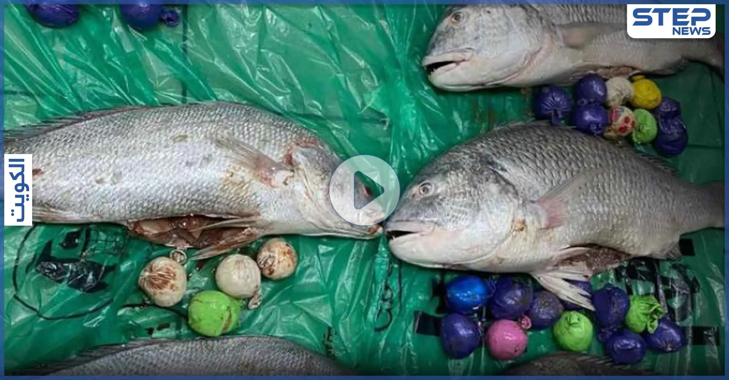 الكويت تعثر على مخدرات محشوة في شحنة أسماك قادمة من إيران (فيديو): مخدرات