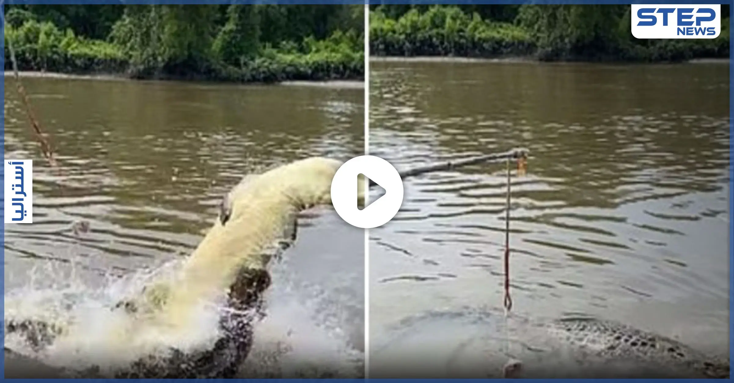 بالفيديو|| في أستراليا.. تمساح ضخم جائع يروّع سياحاً ويلتهم آخر أمامهم: أستراليا