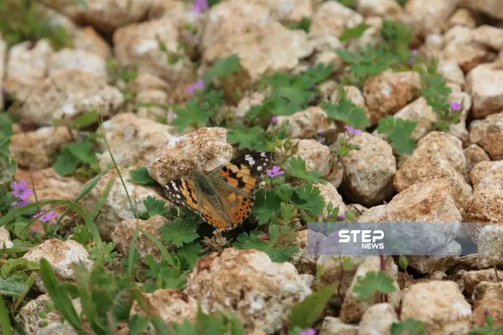 موجز أخبار الوضع السوري ليوم الجمعة 05-04-2019: موجز أخبار الوضع السوري
