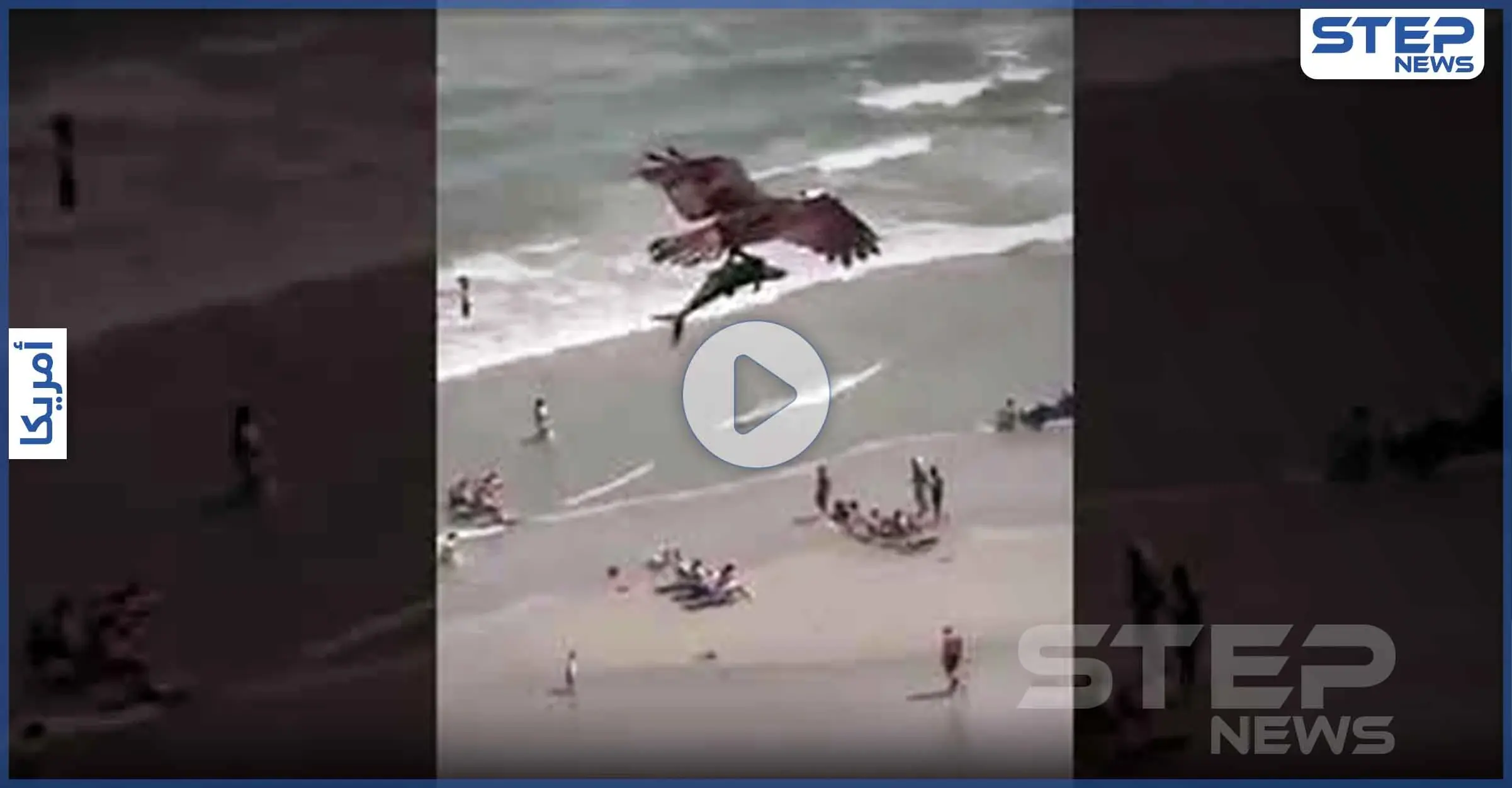 بالفيديو|| طائر جارح يصطاد سمكة قرش كبيرة.. ويحلق طائرا بها في السماء: تويتر