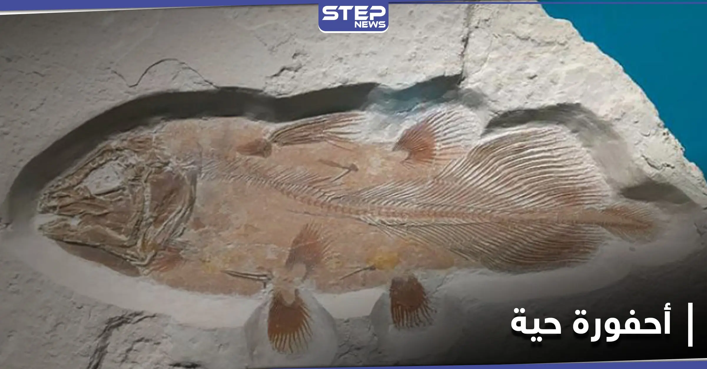 دراسة علمية تكشف عن أحفورة حية تعود لعصر الديناصورات قادمة من المغرب العربي: الديناصورات