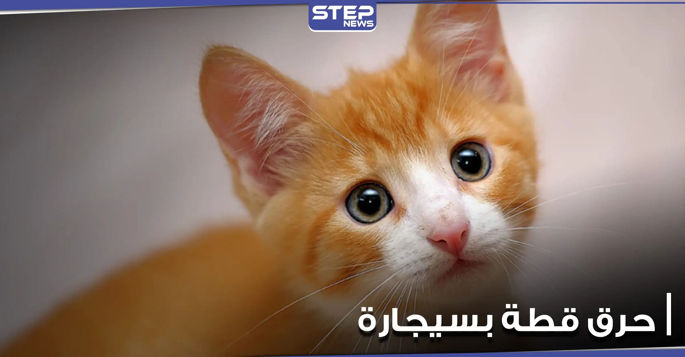 بالفيديو|| شاب يقوم بحرق قط بسيجارته وهو يضحك وآخر يركله بقدمه.. وأصوات تنادي بمحاسبتهما: بالفيديو