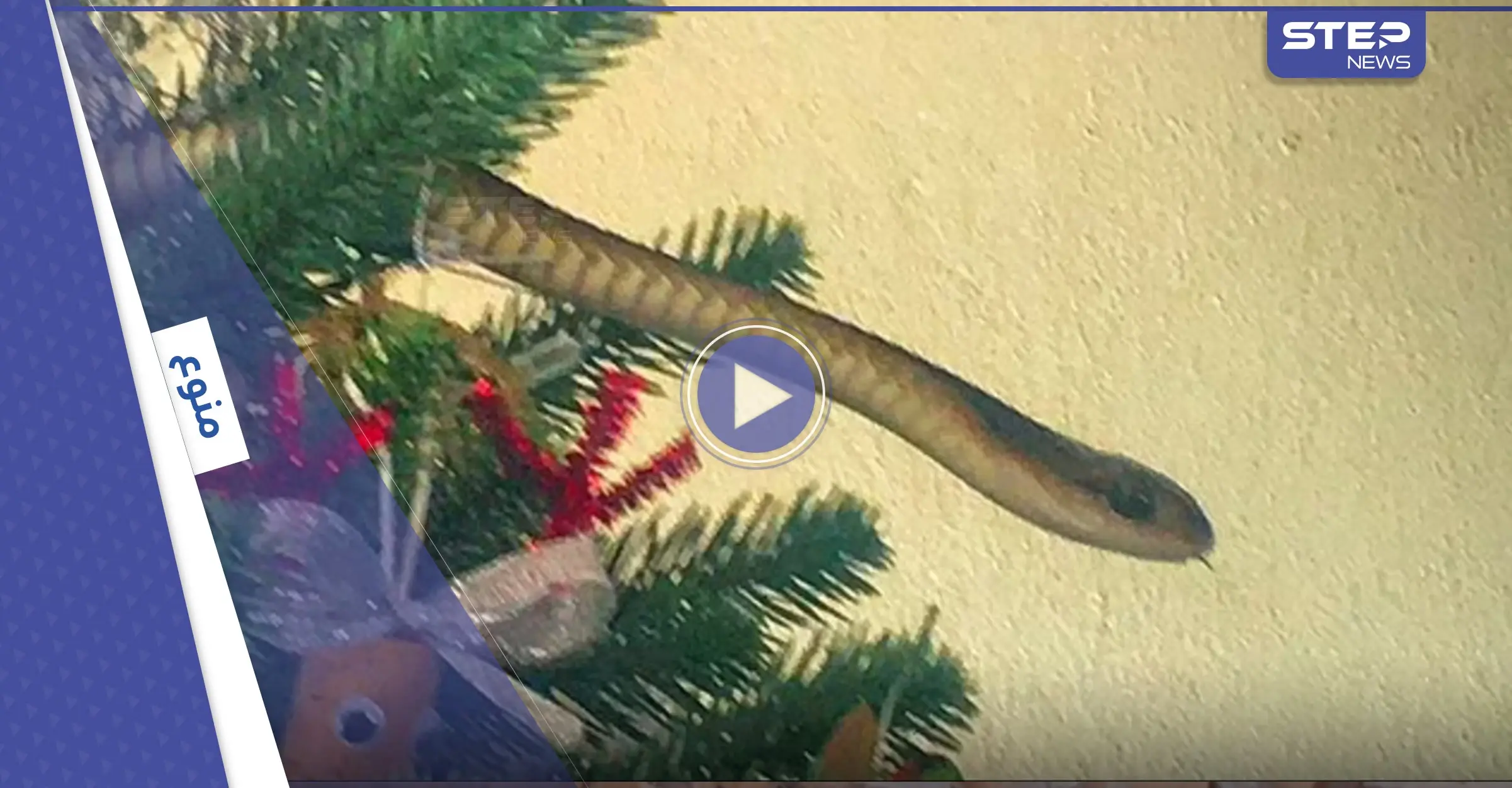 شاهد|| زائر مخيف وغير مرحب به.. أفعى سامة تفاجئ عائلة بريطانية وتخرج من شجرة عيد الميلاد: جنوب إفريقيا