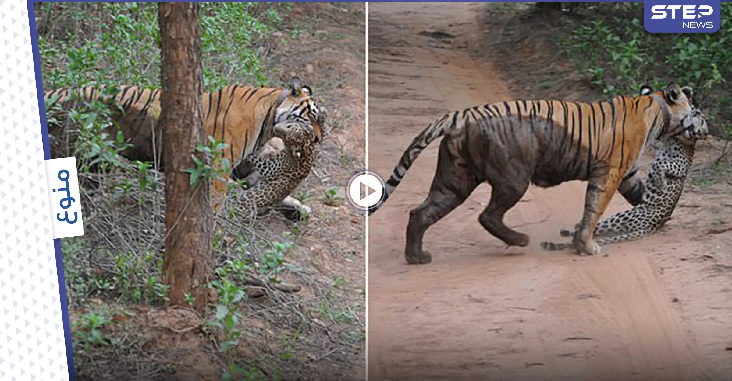 لحظة غير عادية نمرة غاضبة تهاجم نمراً في محمية شمال الهند وكاميرا توثق الحدث (فيديو): جايبور