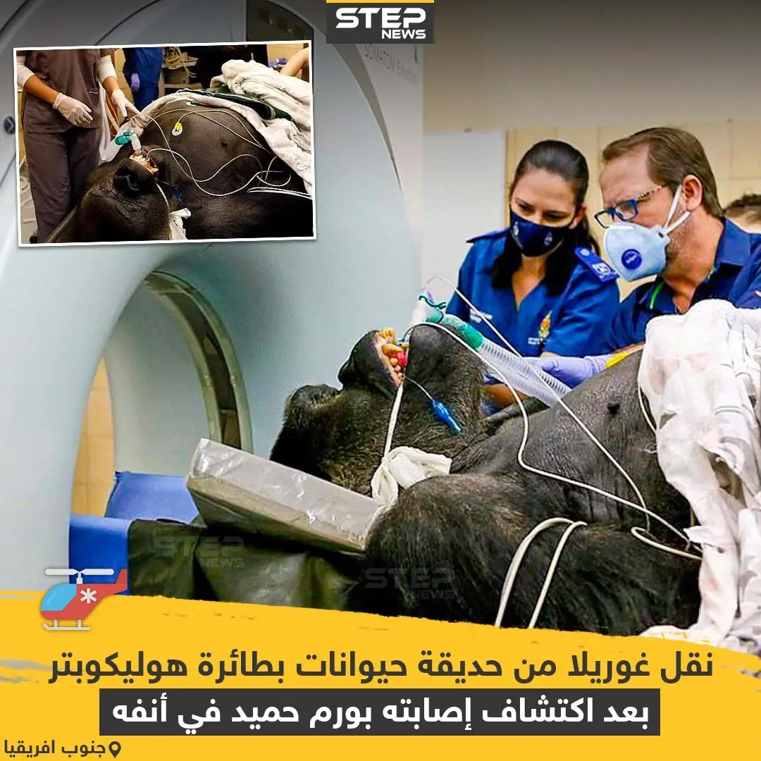 نقل غوريلا من حديقة حيوانات بطائرة هوليكوبتر بعد اكتشاف إصابته بورم حميد في أنفه: غوريلا