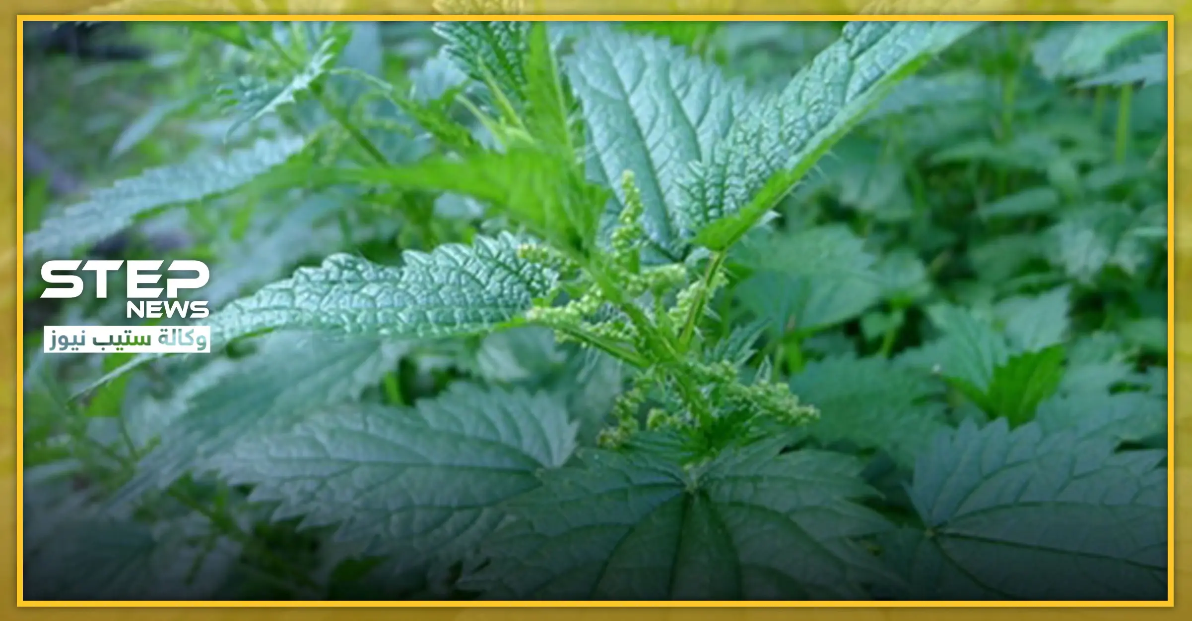 القراص نبات بري يعالج العديد من الأمراض .. ويقوي جهاز المناعة: ترتيب وتنظيف