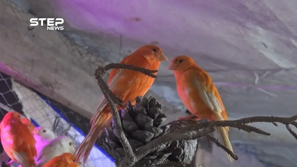 أبو يزن يعيش بين الدنور والكنار ليعيل أسرته في مخيم خربة الجوز: خربة الجوز