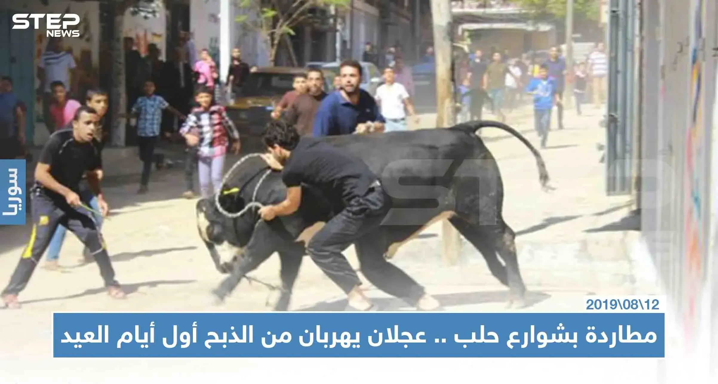 مطاردة محتدمة بشوارع حلب.. عجلان يهربان من الذبح أول أيام العيد: حلب