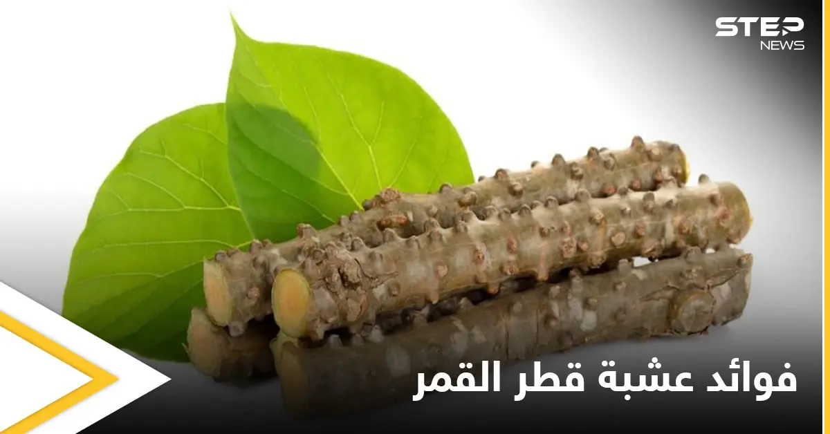 منها الفصام العظمي والجرب.. تعرف على الأمراض التي تعالجها عشبة قطر القمر والأضرار المحتملة لاستخدامها: عشبة قطر القمر