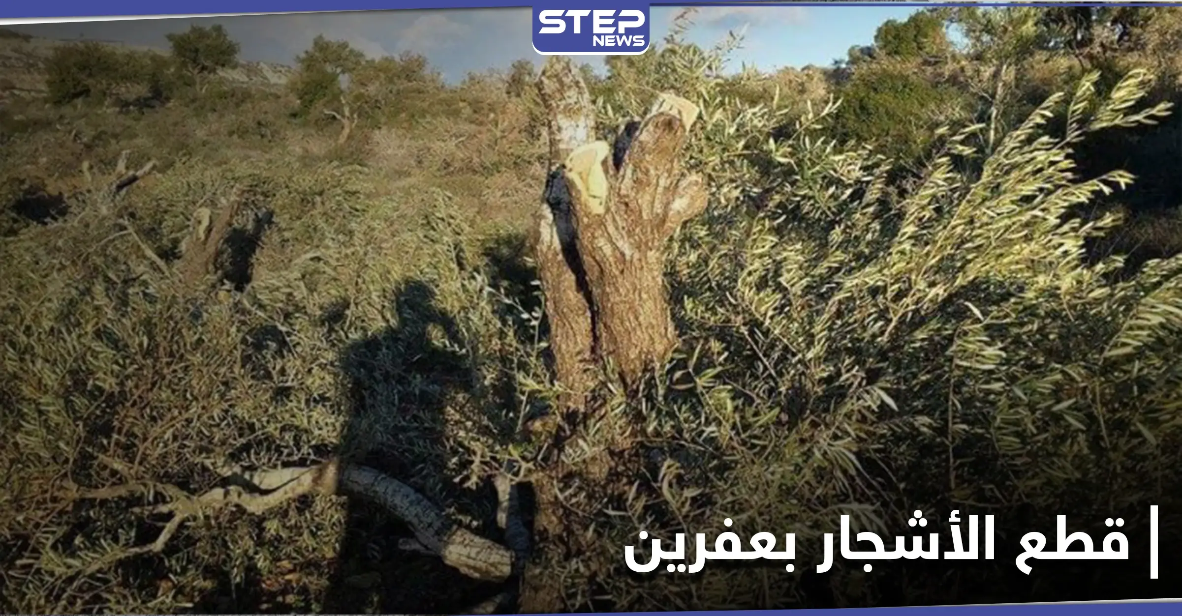 للتدفئة والتجارة.. أشجار الزيتون بعفرين تقطعها فصائل من "الجيش الوطني": الزيتون