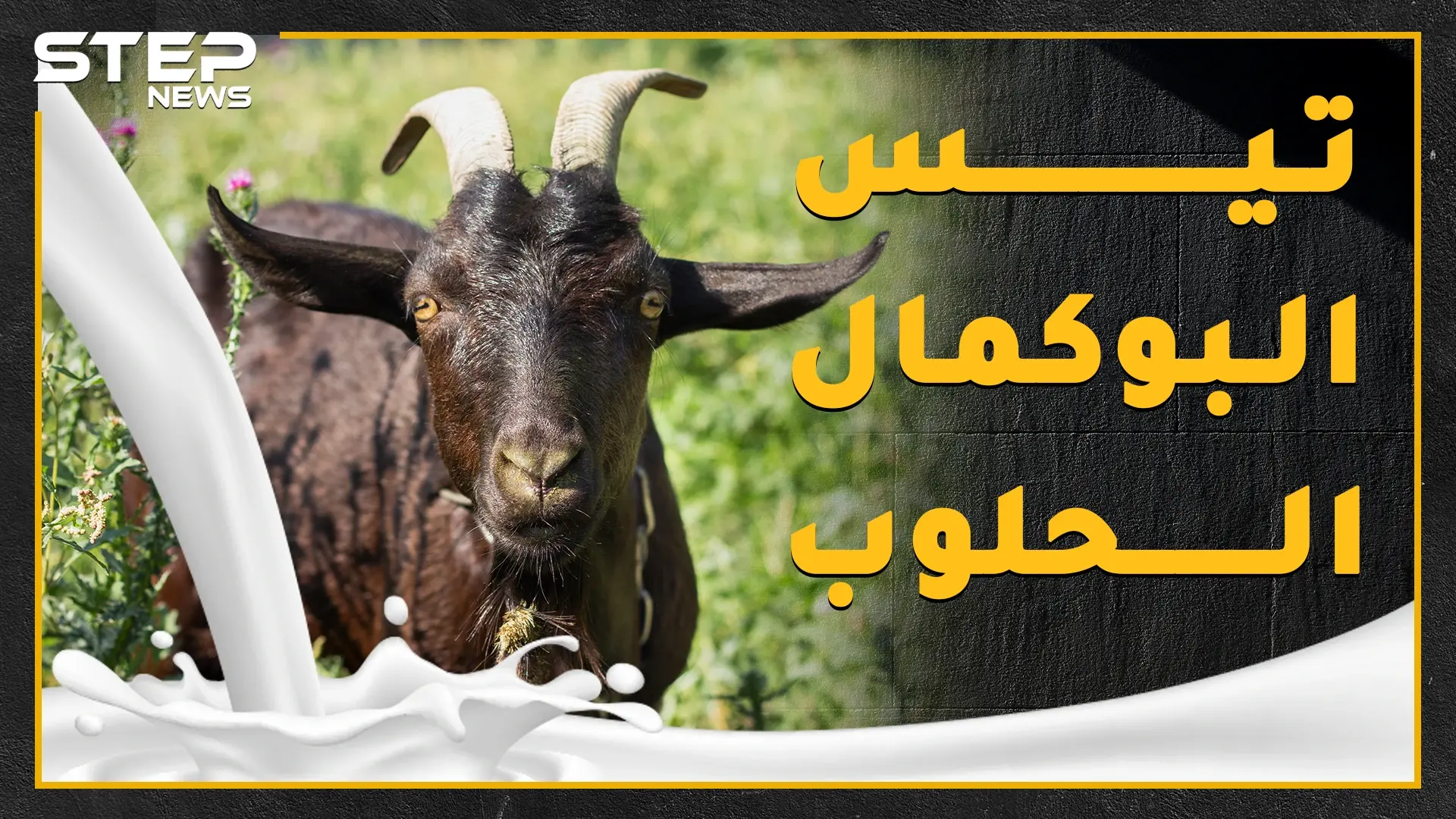 "تيس البوكمال الحلوب" سمعته عجزت عنها مشافي سوريا وامتلك هوية وبيان عائلي، ماذا تعرف عن حليب التيس المعجزة!؟: البوكمال