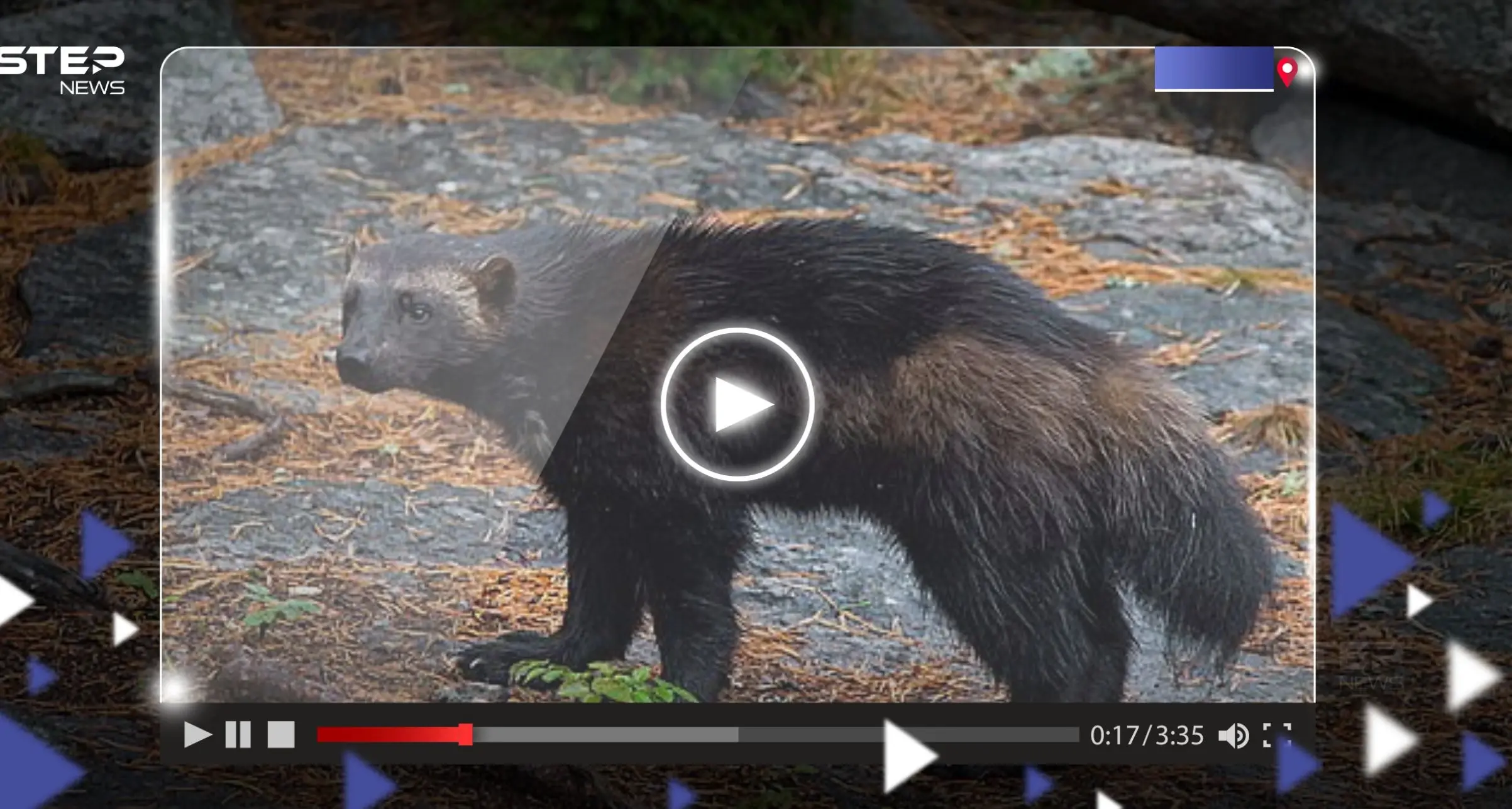 بالفيديو|| حيوان مفترس يظهر بعد 100 عام على "انقراضه": عالم الحيوان