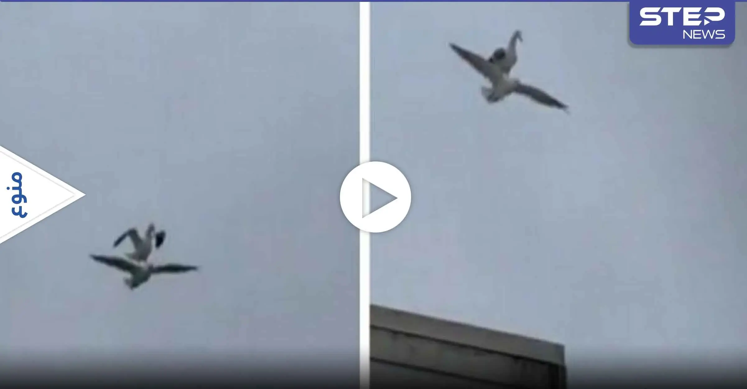 بالفيديو|| بمشهدٍ نادر.. طائر نورس يأخذ قسطاً من الراحة على ظهر صديقه خلال التحليق: منوعات