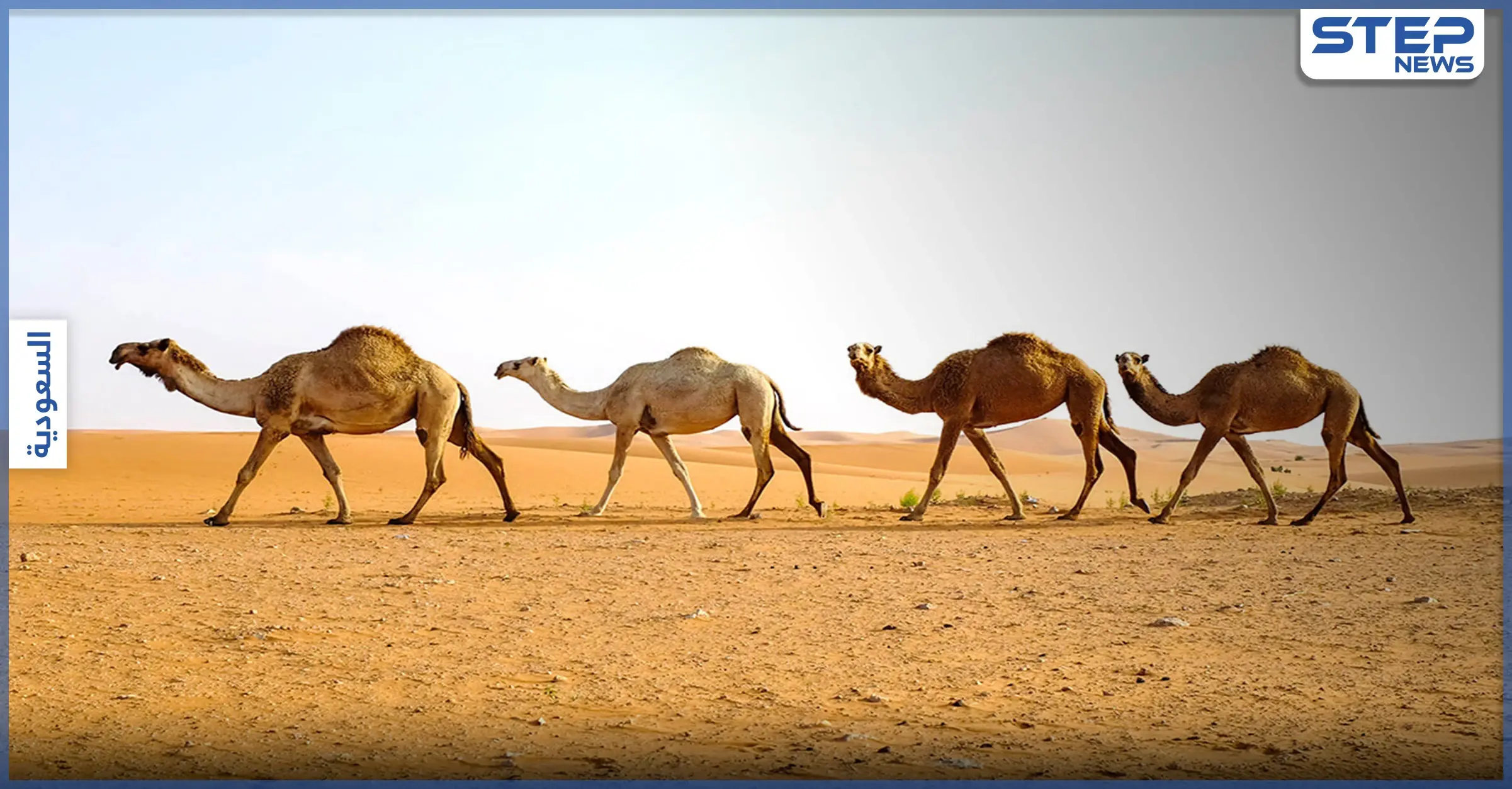 بالفيديو|| "أول كافيه إسلامي لبيع بول الإبل".. تثير جدلاً واسعاً على مواقع التواصل: مثير للجدل