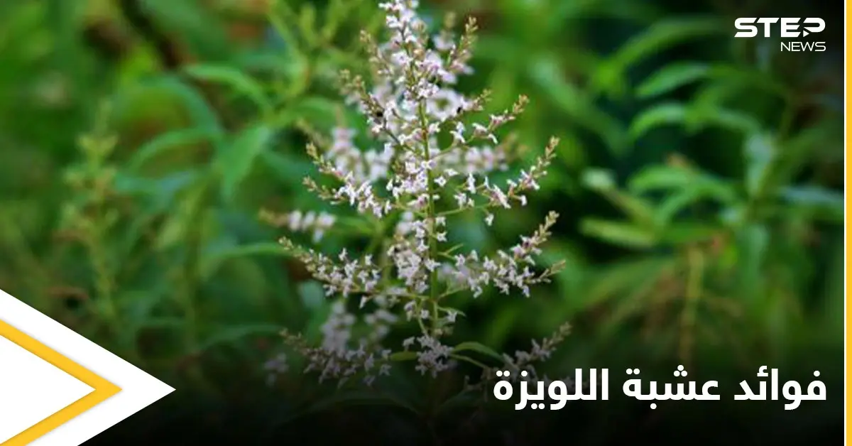 منها التنحيف وتقوية المناعة.. تعرف فوائد عشبة اللويزة الكثيرة للصحة والجمال: اللويزة