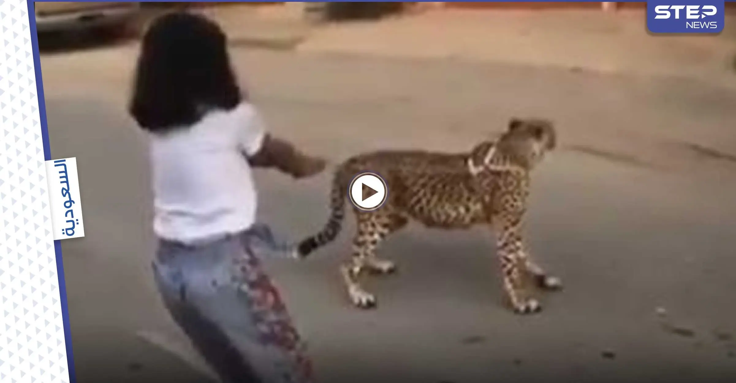 بالفيديو|| فتاة صغيرة تتجول مع حيوان مفترس في السعودية.. واستنكار من المشهد: حيوان مفترس