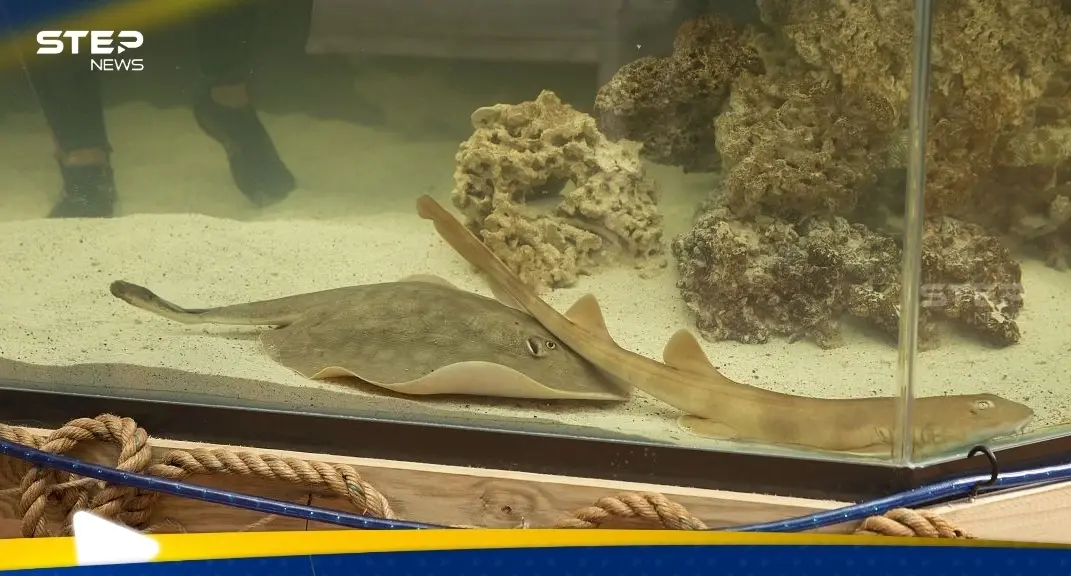 من دون تزاوج.. سمكة "حامل" تثير الفضول في الأوساط العلمية: انواع الأسماك