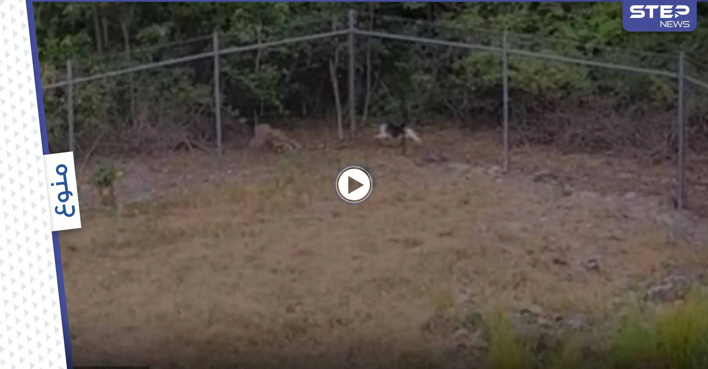 بالفيديو|| قط شجاع يلاحق ذئباً كبيراً ويتمكن من طرده بعيداً بعد مواجهة متوترة: قط شجاع