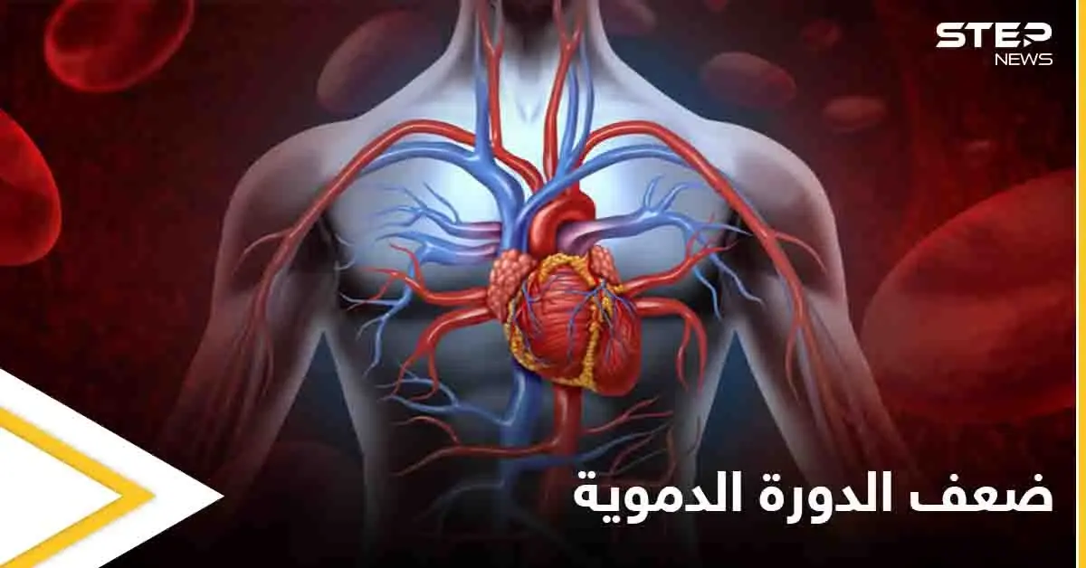 8 علامات وأعراض لضعف الدورة الدموية وأثرها على عمل الكلى وأعضاء أخرى: الدورة الدموية