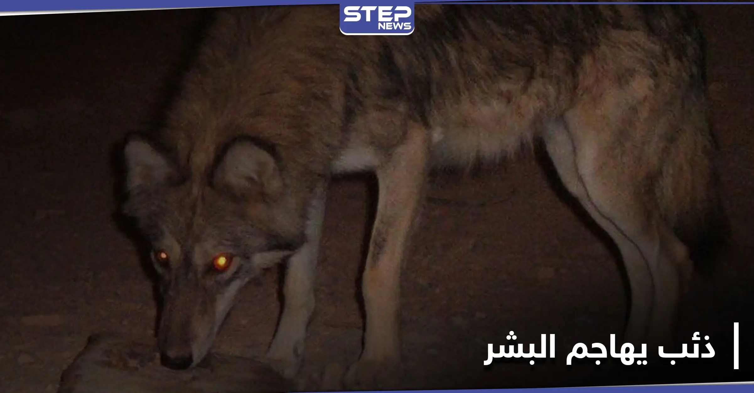 بالصور|| في حادثة نادرة.. ذئب يهجم على منزل بريف دير الزور ويخطف رضيعاً ويجرح آخرين: مشافي دير الزور