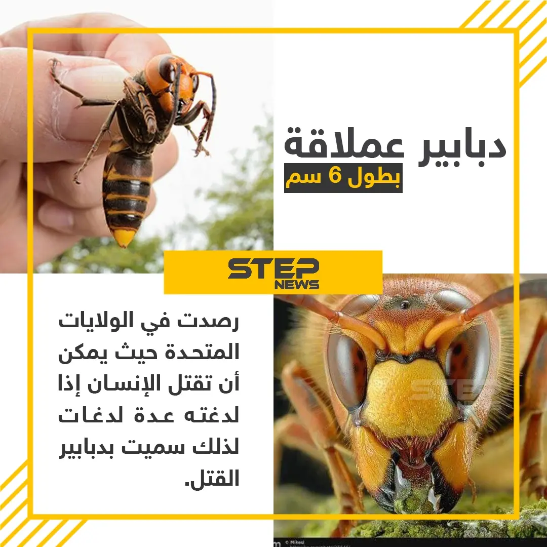 انتشار "الدبابير القاتلة" في الولايات المتحدة الأمريكية: لدغة الدبور