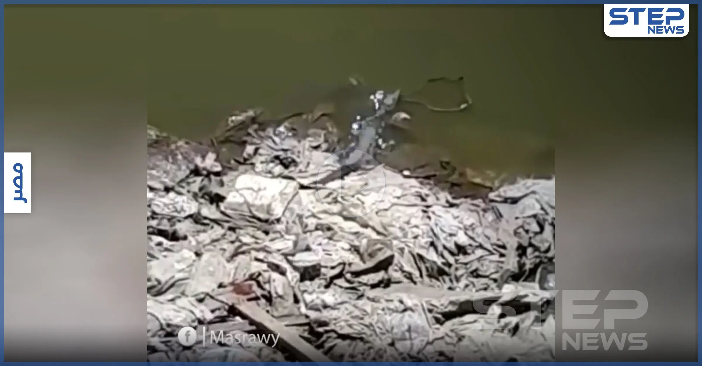 بالفيديو|| تماسيح على ضفاف النيل تثير ذعر الأهالي.. والسلطات تتحرك: وزارة البيئة