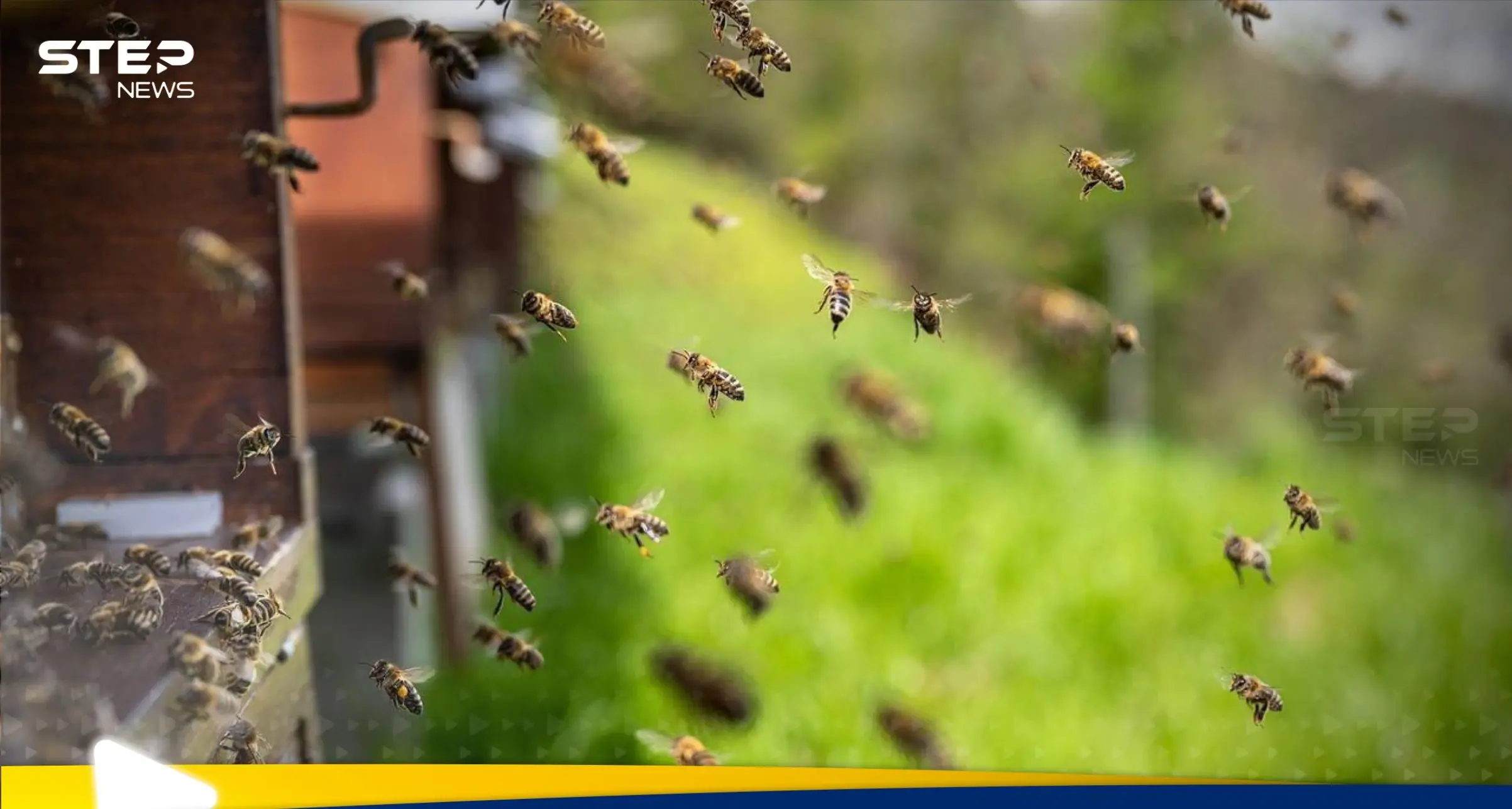 كارثة النحل.. أمريكا تحذر بعد هروب 250 مليون حشرة (فيديو): النحل