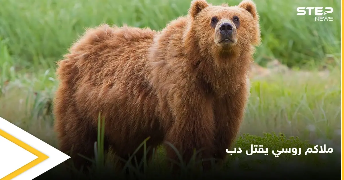 ملاكم روسي شهير يطعن دب ضخم حتى الموت انتقاماً لموت صديقه: دب ضخم
