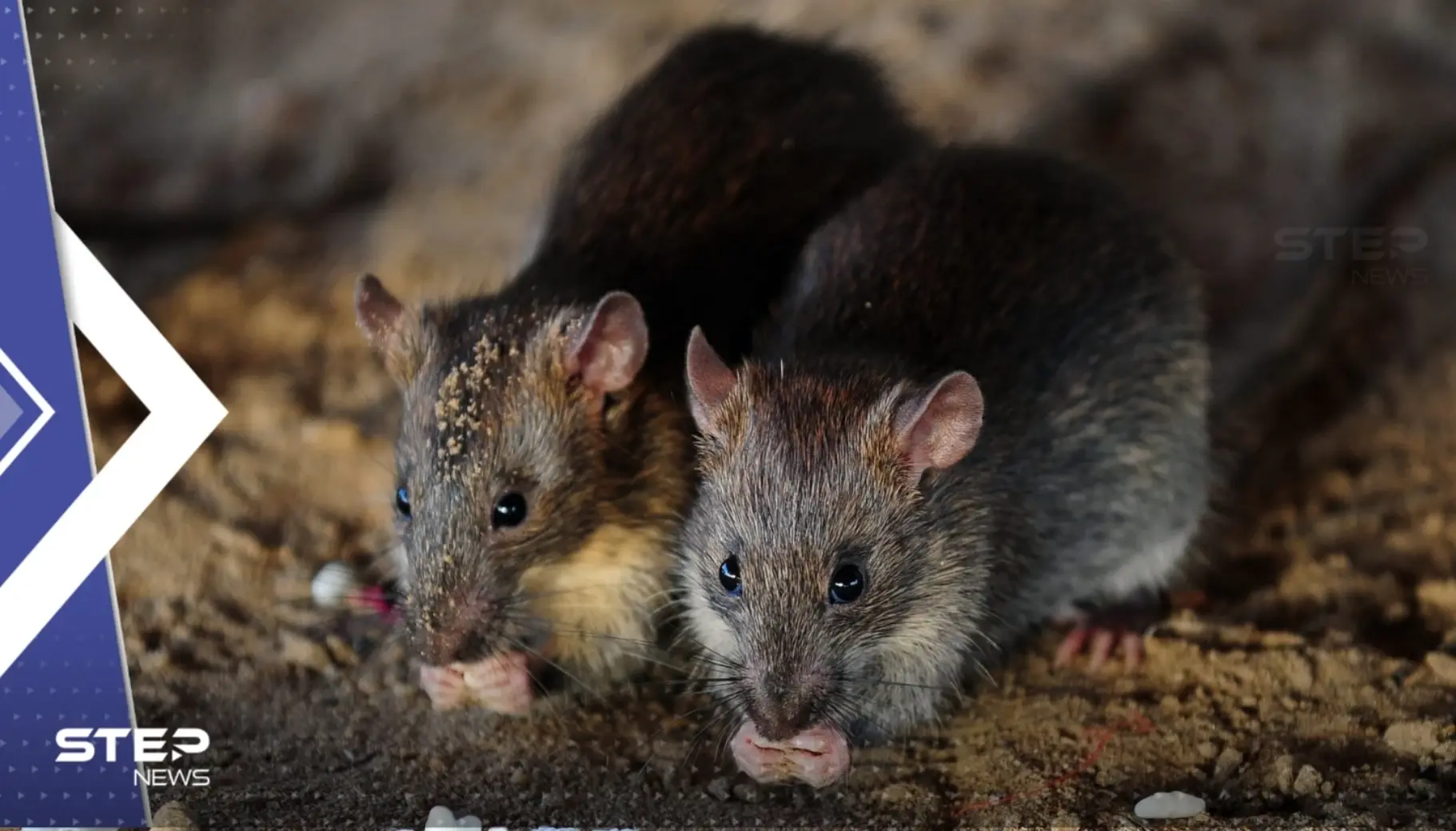 علماء يابانيون يكشفون عن ابتكار فئران من "أبوين بيولوجيين" وإمكانية تطبيقه على البشر: فأر