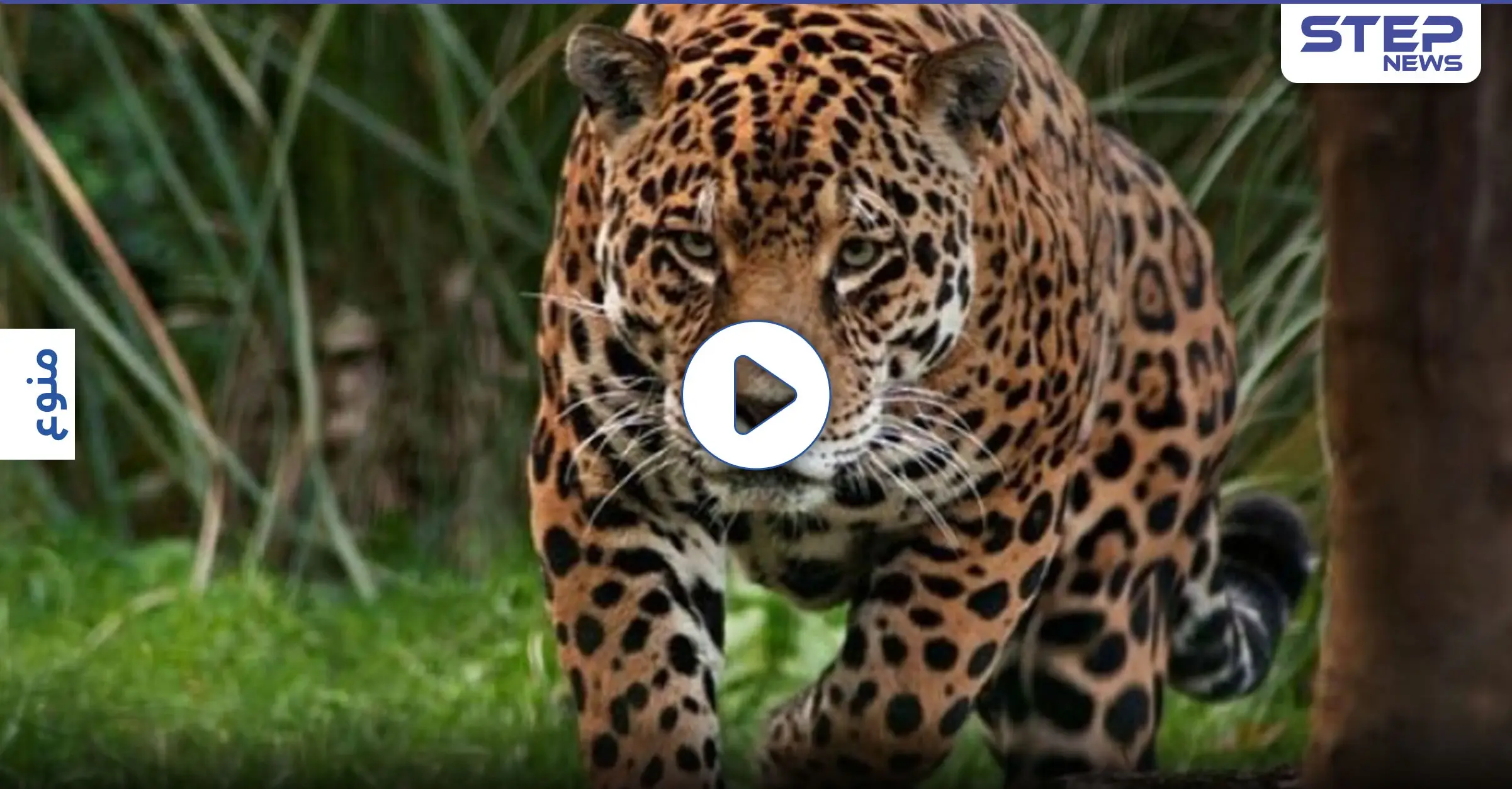 بالفيديو|| في نتيجة غير متوقعة... دجاجة تهزم نمر وتسقطه أرضاً على ظهره!!: نمر