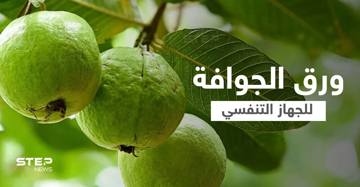 فوائد ورق الجوافة للجهاز التنفسي وعلاج أعراض الإنفلونزا إليك أهم المعلومات: الجوافة