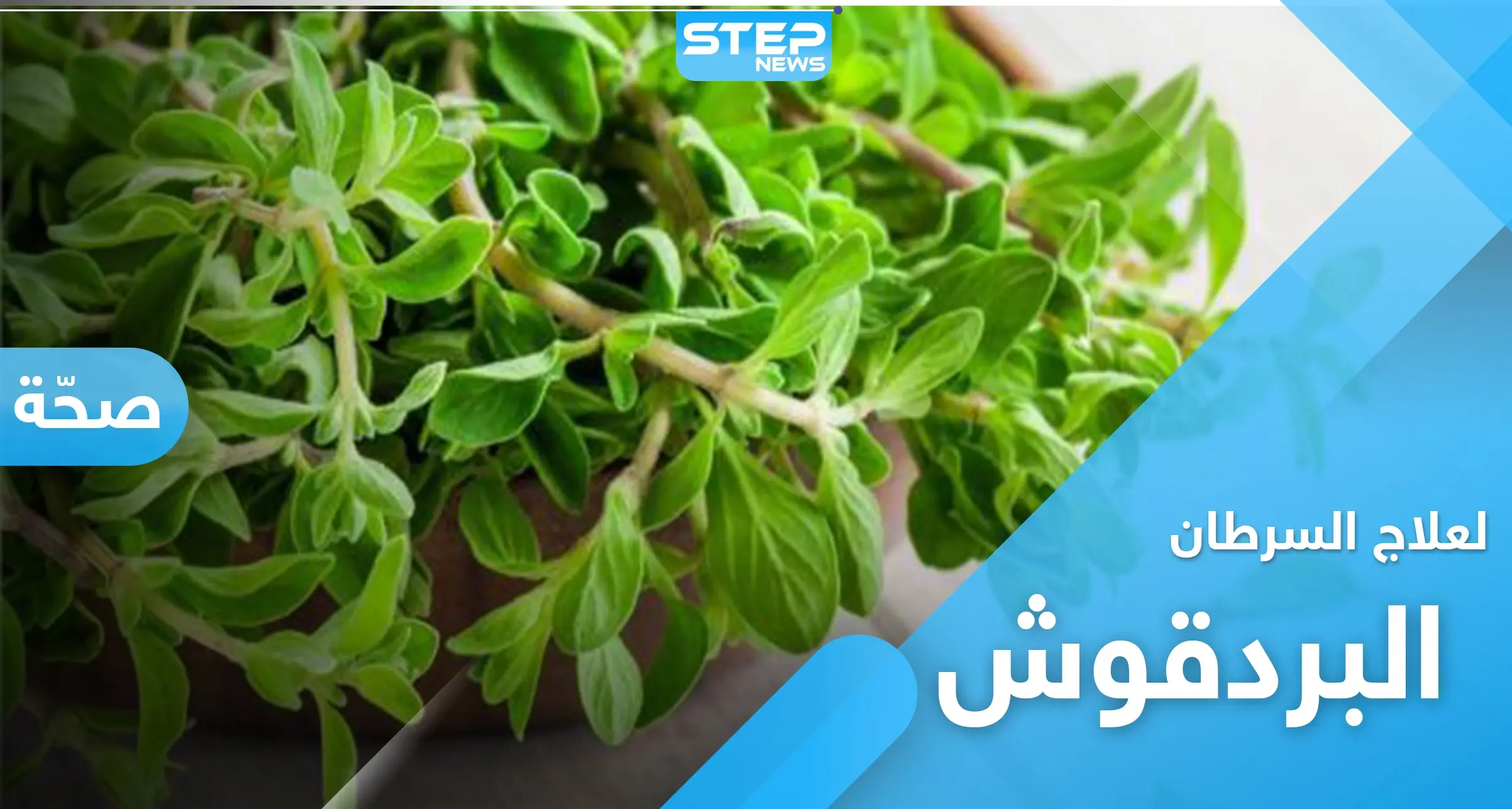 نبات البردقوش.. لعلاج السرطان وأمراض العصر الجديد: البردقوش نبات