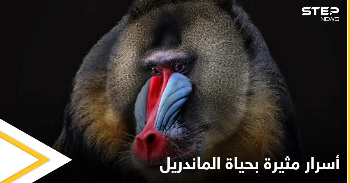 أسنانه تشير إلى جنسه وتحدد قدرته على الإنجاب.. حقائق غريبة في حياة "الماندريل" أكبر قرود العالم القديم الملونة: قرود الماندريل