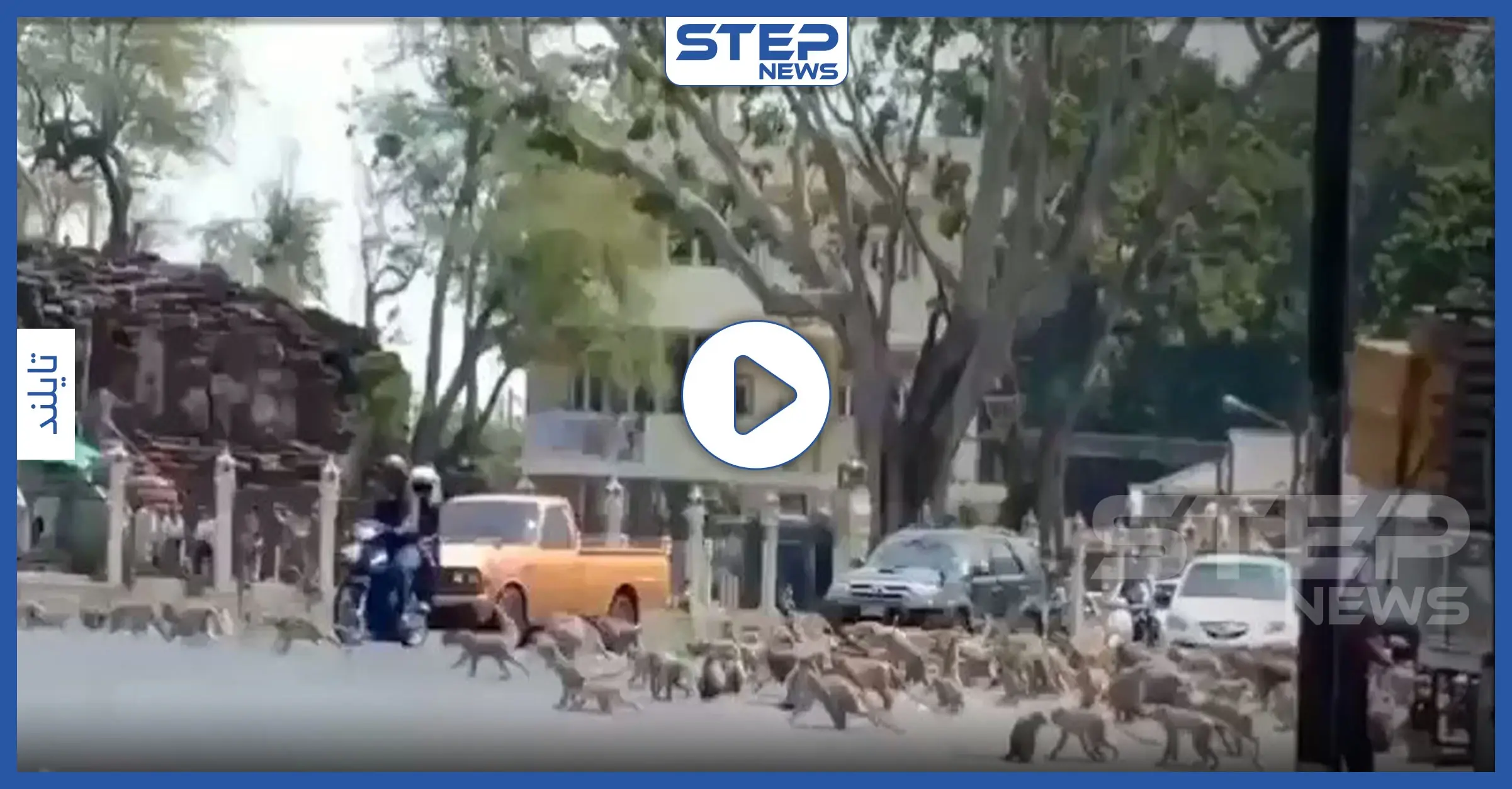 بالفيديو|| مشهد لا يصدق.. كورونا يدفع بمئات القرود الجائعة للصراع على حبة موز واحدة: تايلند