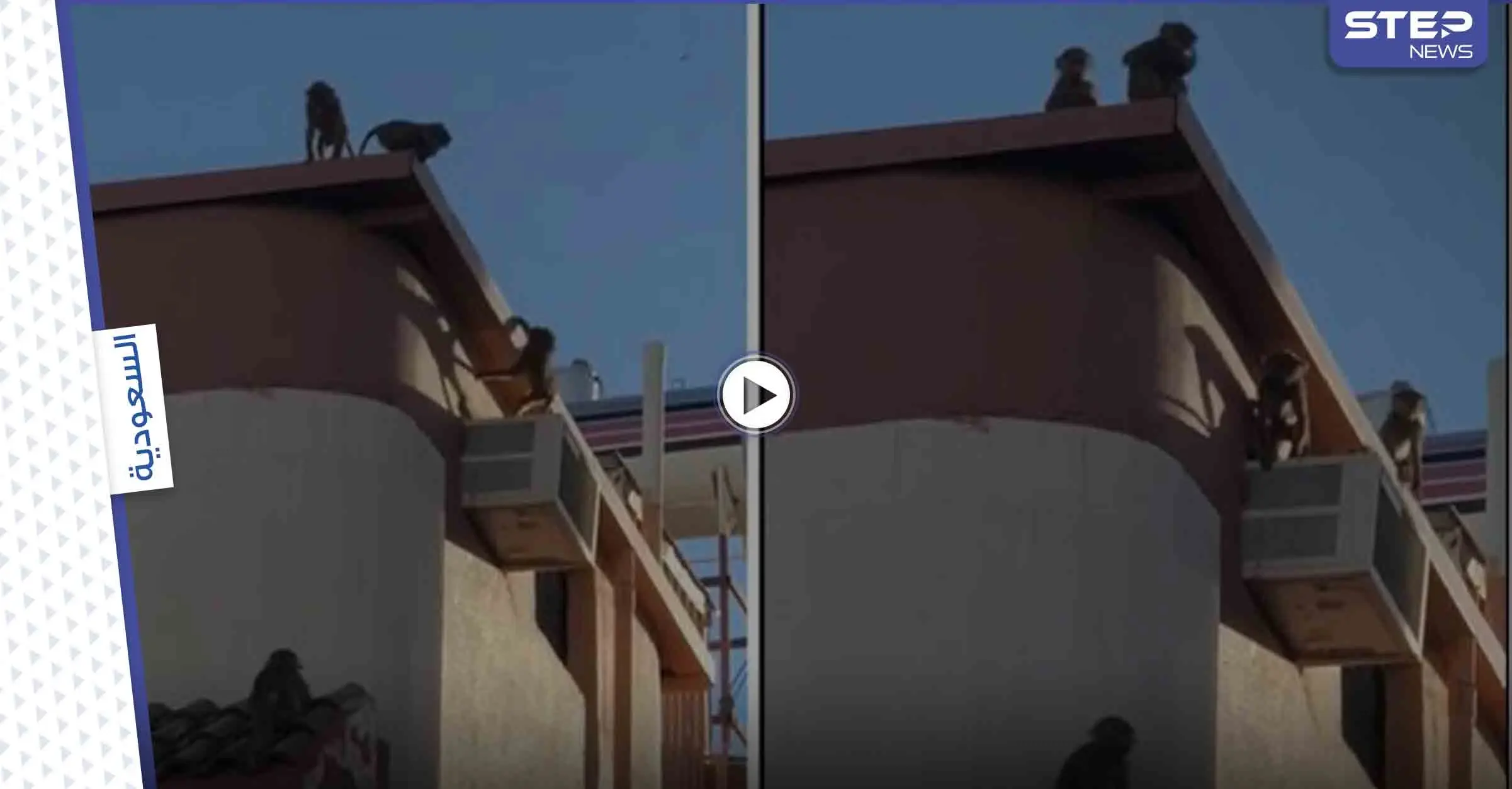 السعودية.. قرود البابون تغزو مخطط الملك فهد في الطائف مثيرة رعب السكان (فيديو): الطائف