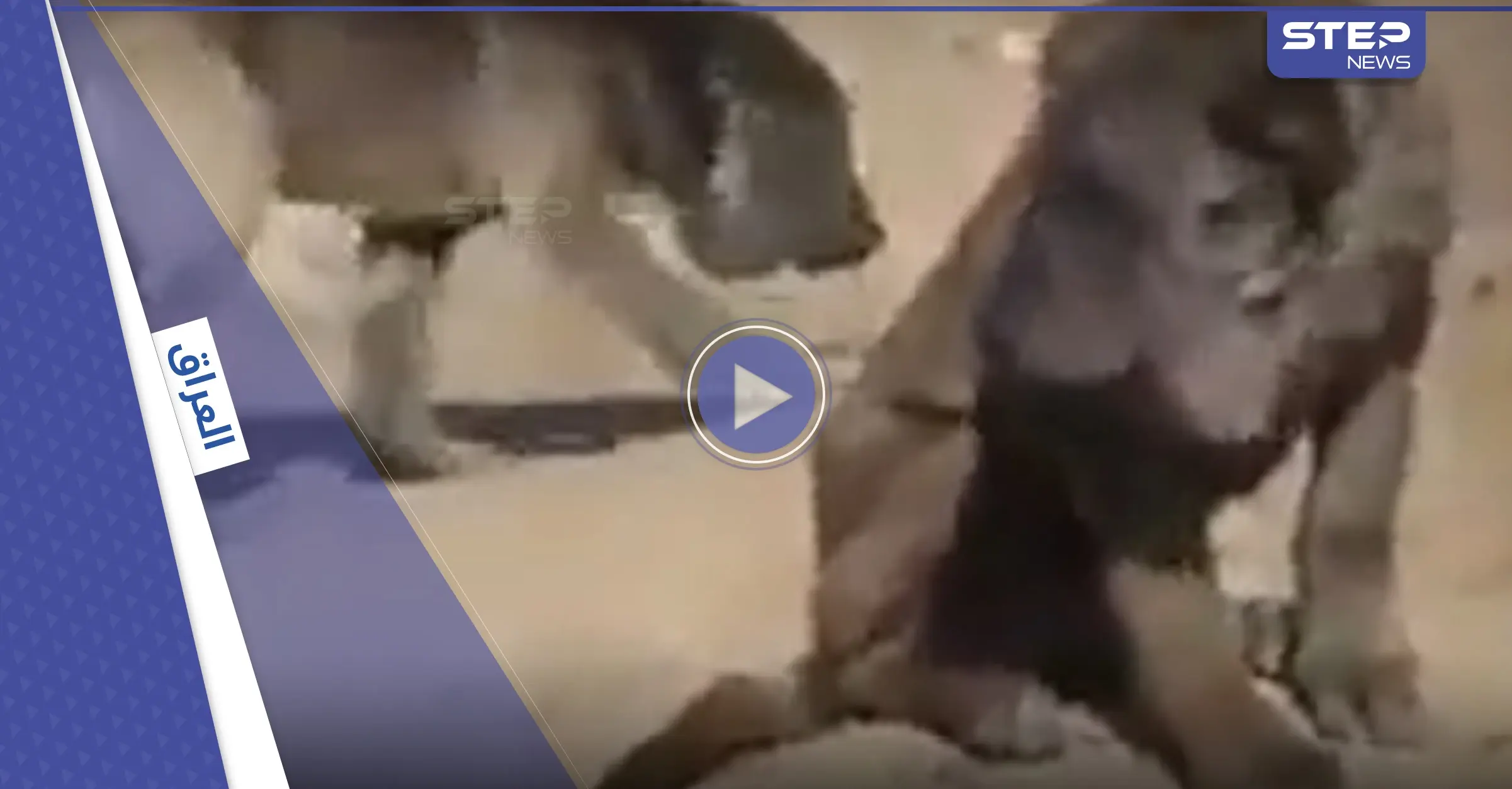 بالفيديو|| العثور على حيوان غريب مثير للدهشة في العراق يجمع بين الأسد والكلب: كلب