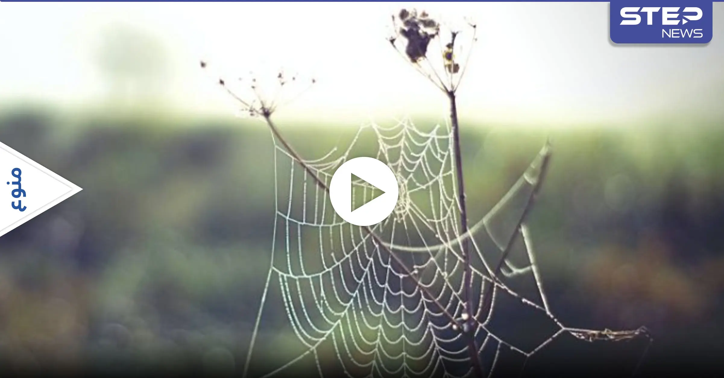 دراسة علمية تتوصل إلى ترجمة شبكة العنكبوت إلى ألحان موسيقية مرعبة تؤدي إلى التواصل مع العناكب: أستراليا