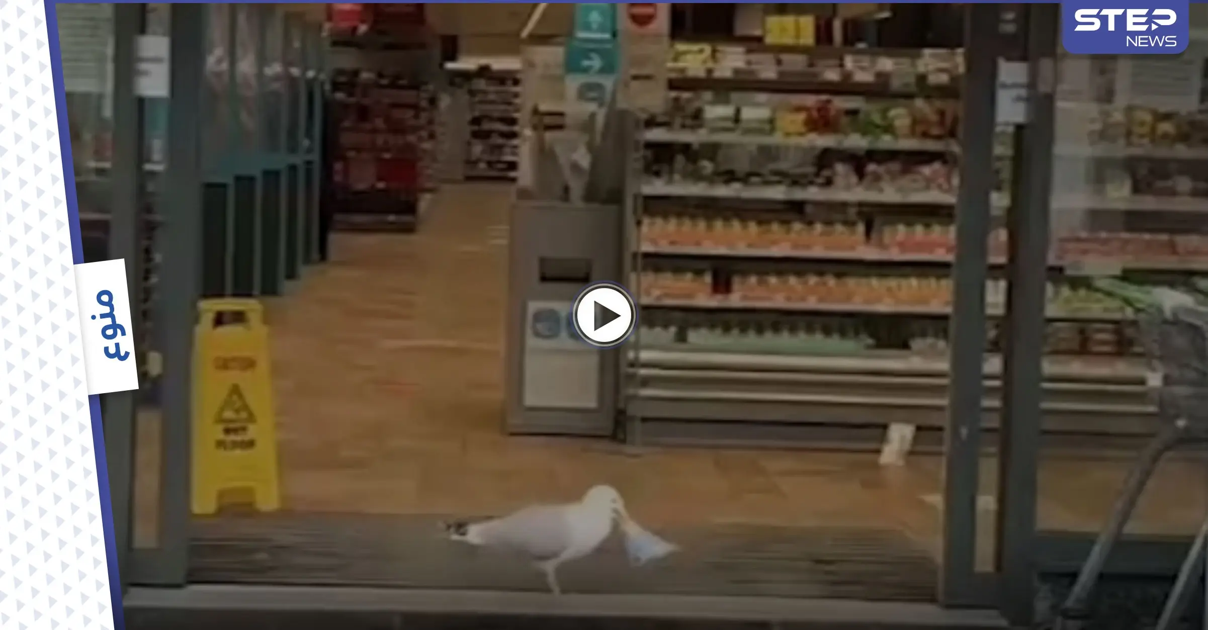 بالفيديو|| دخل بكل ثقة وسرق شطيرة.. عملية سطو ينفذها طائر النورس والعامل لا يستطيع إيقافه: عملية سرقة