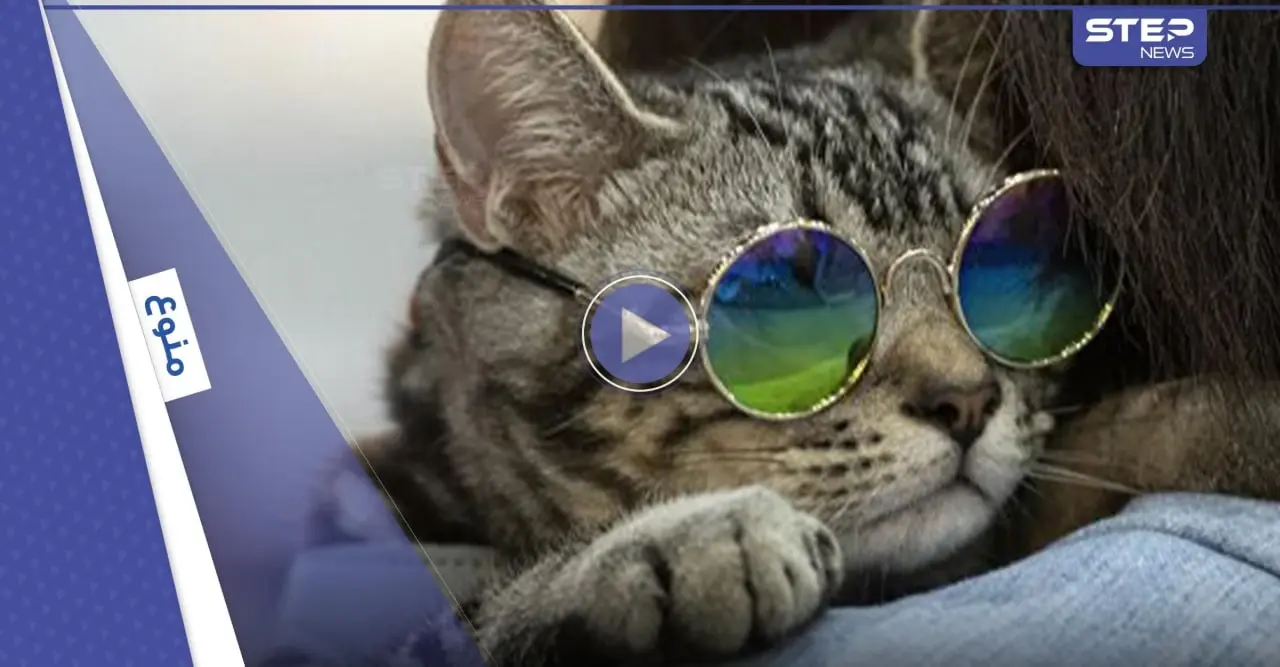 قطة تشعل الحرب بين دول العالم.. ما لا تعرفه عن لعبة "بوب كات" (فيديو وصور): قطة