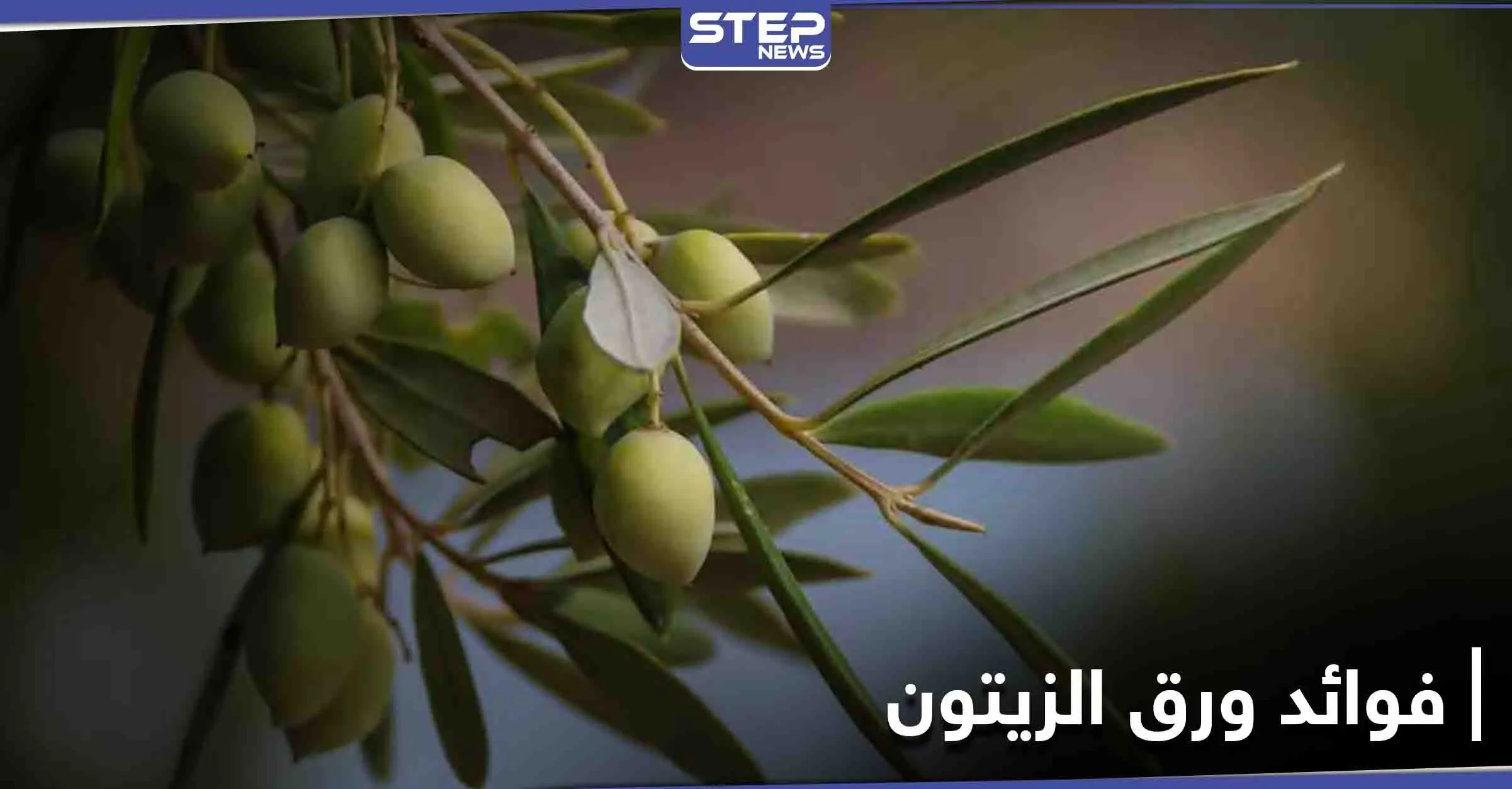 تعرف إلى فوائد ورق الزيتون واستخداماته الطبيعية لعلاج مرض السكري ومضاعفات السُمنة: الأمراض