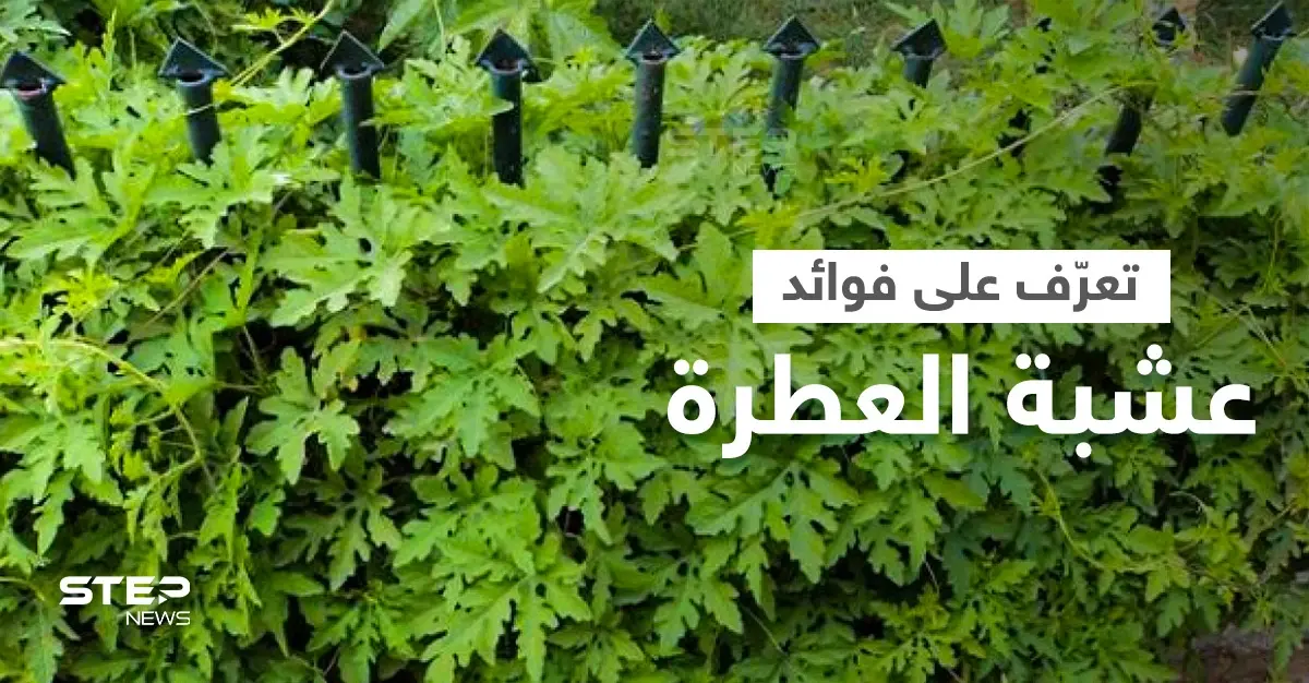 تعرف على فوائد عشبة العطرة لعلاج الالتهابات والتخلص من السموم وأعراضها الجانبية: التهاب المفاصل