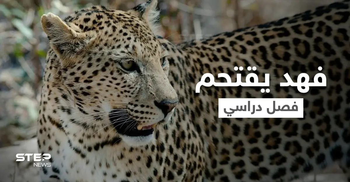 بالفيديو|| بطريقة متوحشة فهد يقتحم فصل دراسي ويكشر عن أنيابه ويثير الذعر بين الطلاب ويصيب أحدهم بجروح: فهد