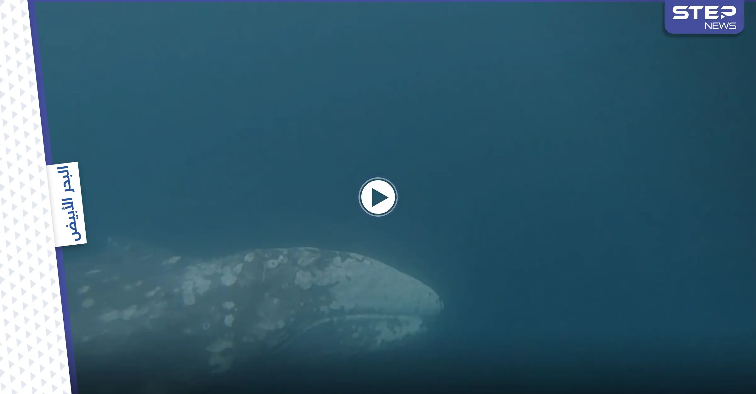 بالفيديو|| الحوت الرمادي التائه يدخل الموانئ بحثاً عن موطنه.. وخبراء يحذرون من مصيره بعد امتناعه من الطعام: الحوت الرمادي