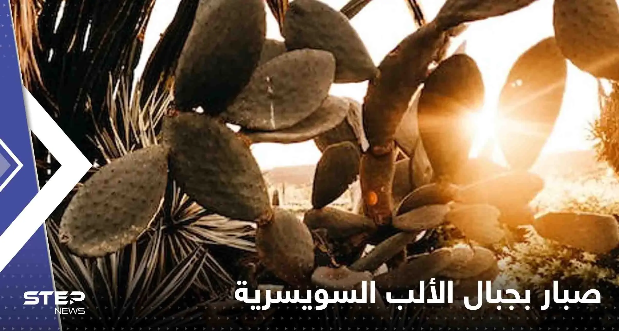 صحيفة: العثور على نبتة تنذر بكارثة مناخية على جبال الألب السويسرية: ظاهرة مناخية نادرة