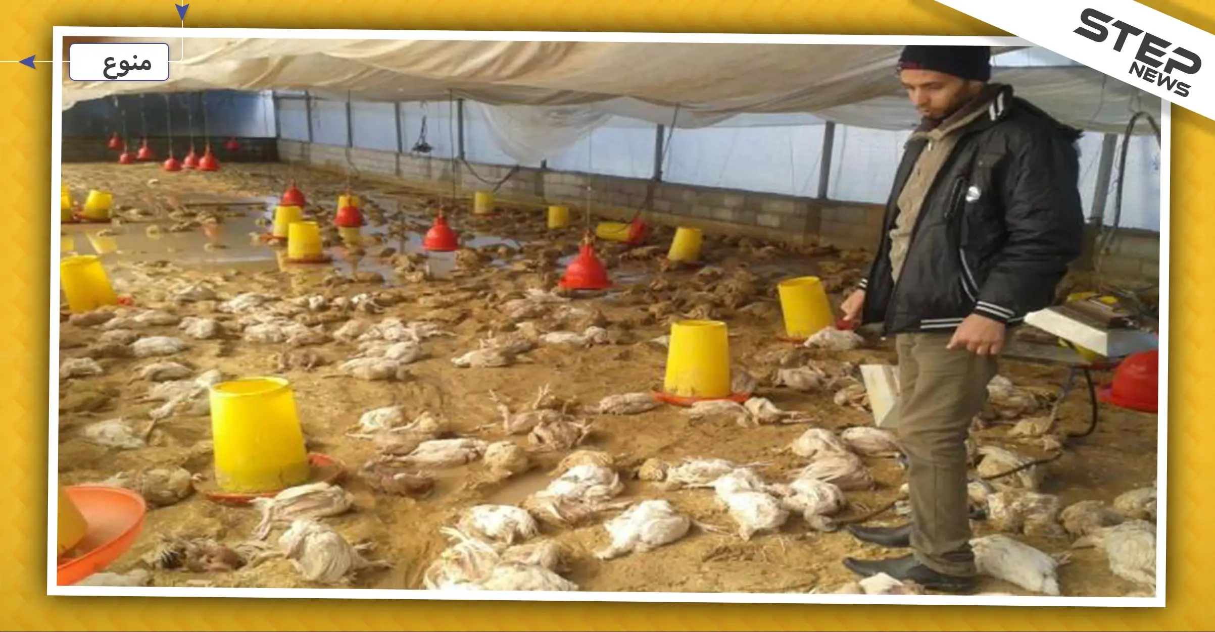 داء شبيه بالطاعون يتسبب بنفوق العشرات من الطيور بالرقة وريفها!: الثروة الحيوانية