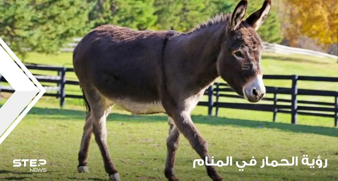 رؤية حمار في المنام ودلالة تغير أحواله في المنام عند المعبرين: طول ذيل الحمار