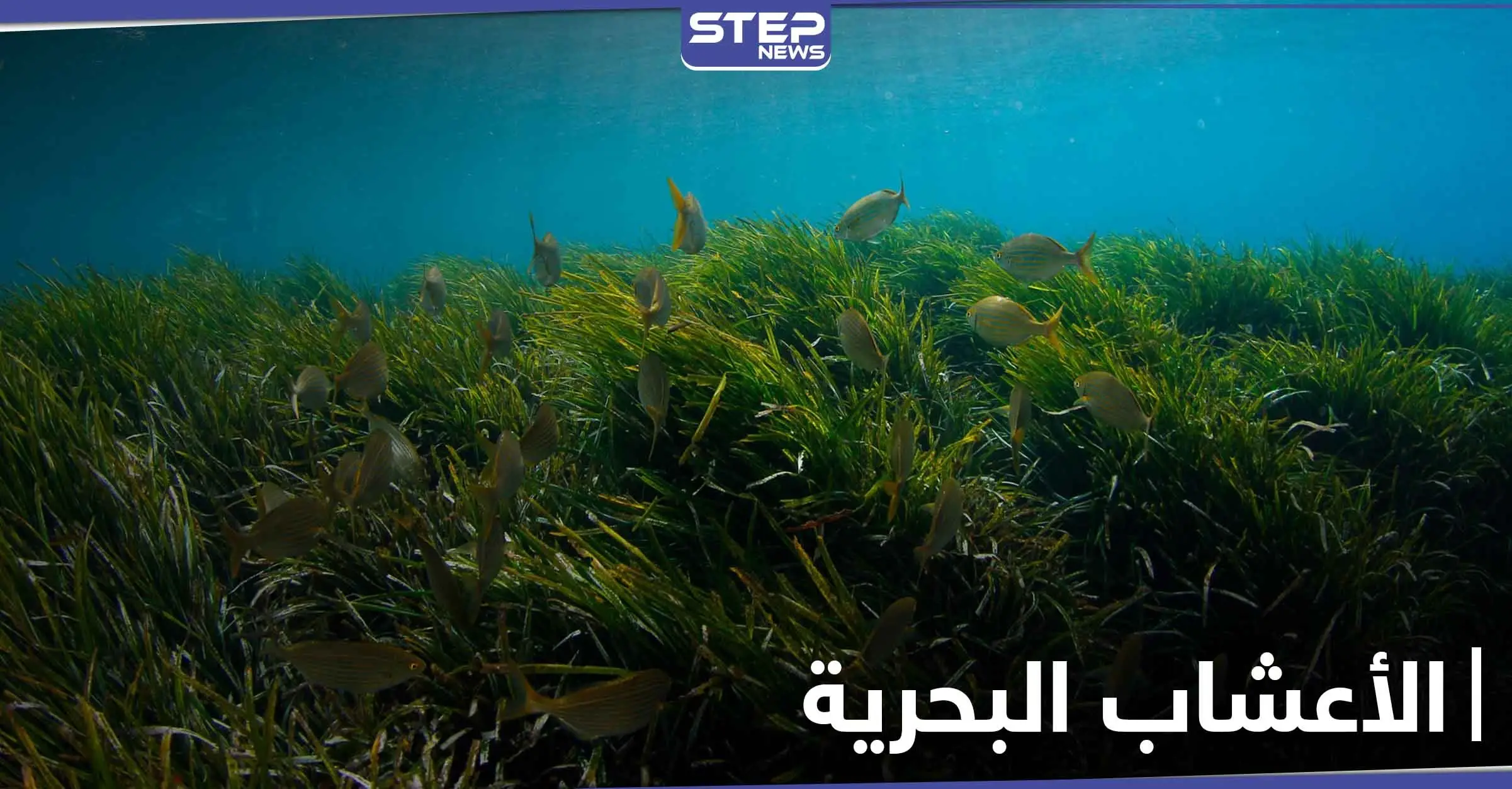 فوائد الأعشاب البحرية وخواصها الصحية و استخداماتها الجمالية للبشرة والشعر: مضادات الأكسدة