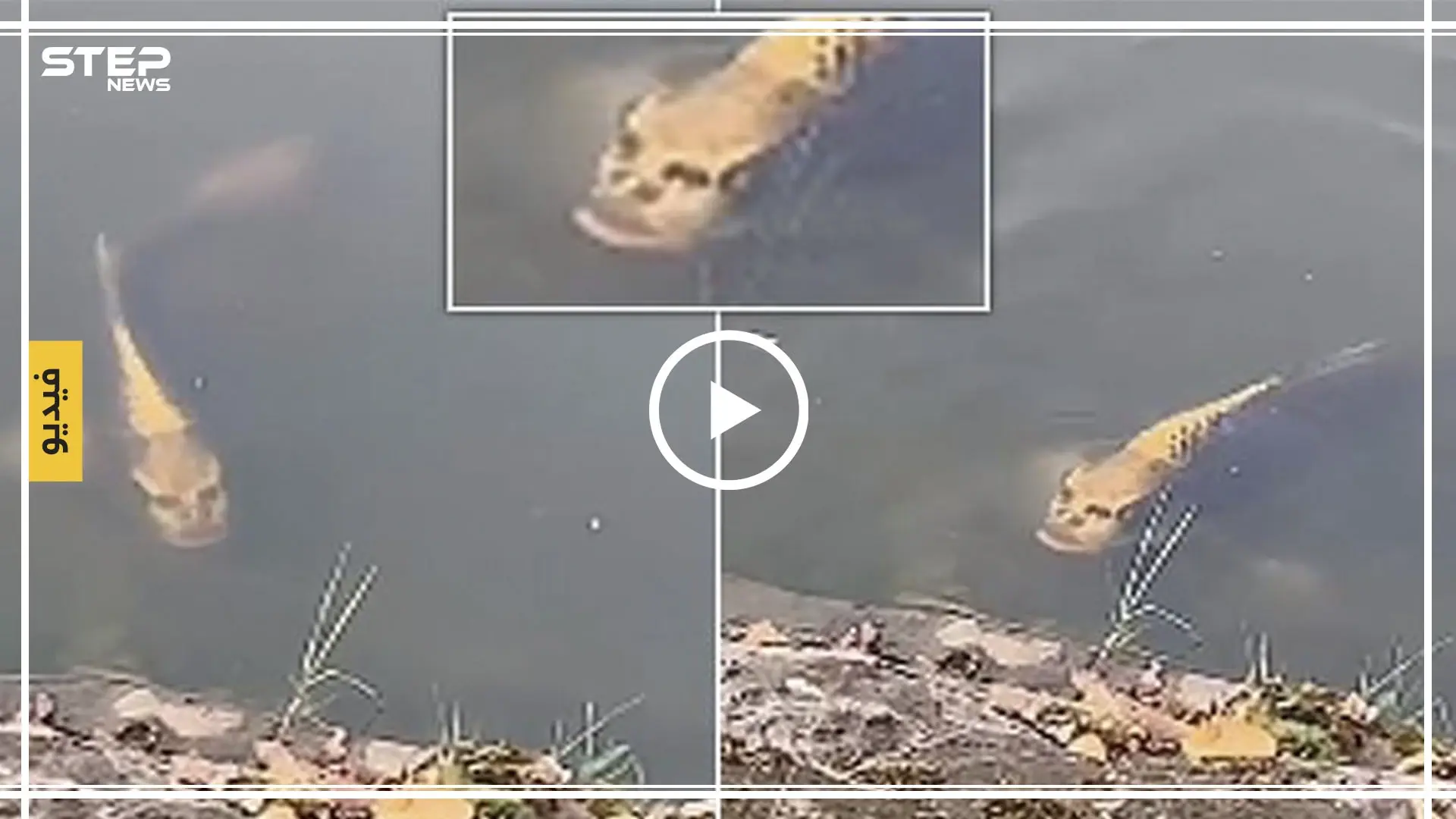 شاهد بالفيديو|| سمكة بوجه ذو ملامح إنسانية تثير استغراب العالم: الصين