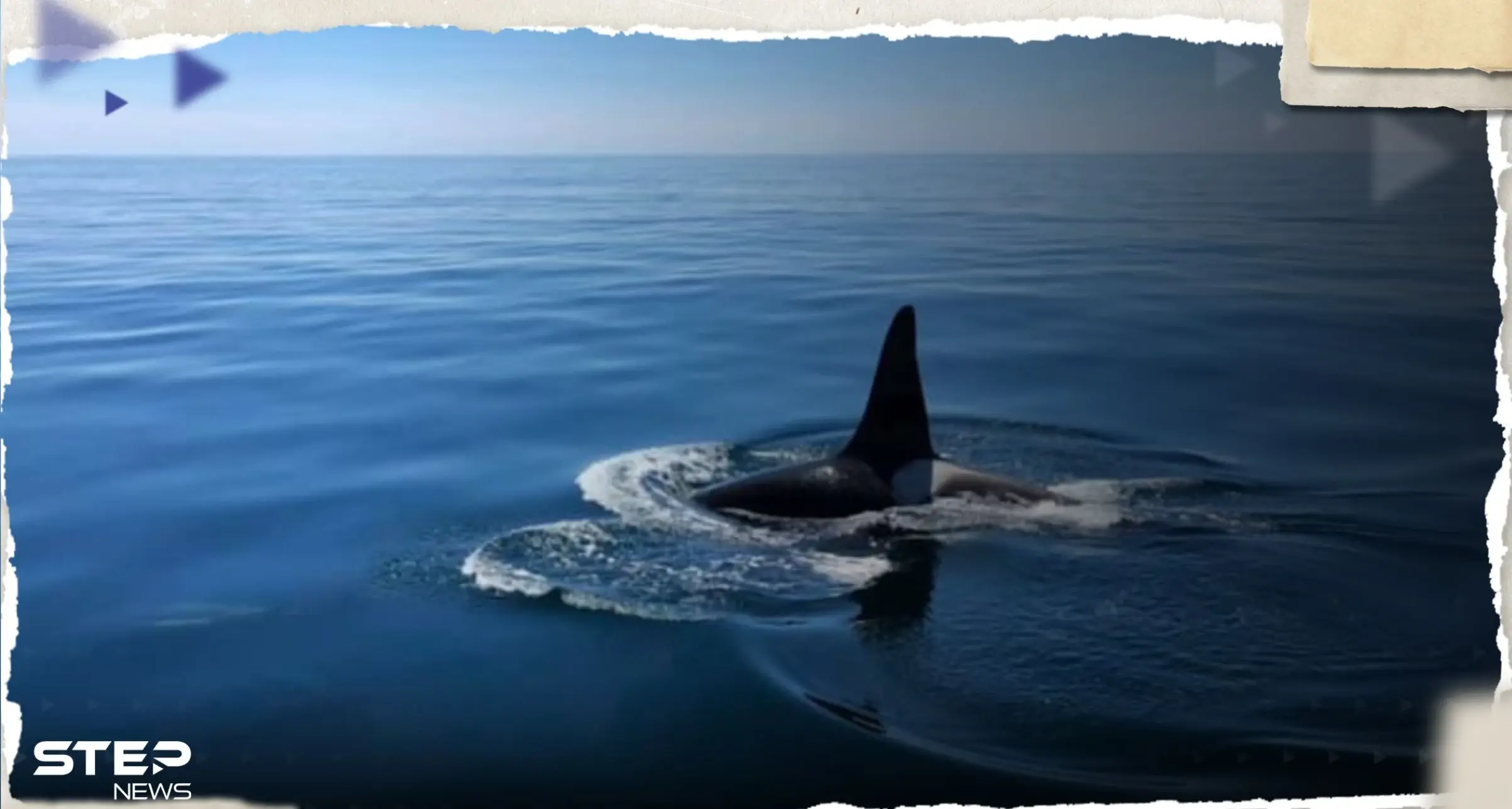 بعد القرش بمصر.. حوت قاتل نادر يظهر على سواحل دولة خليجية: حيتان الأوركا
