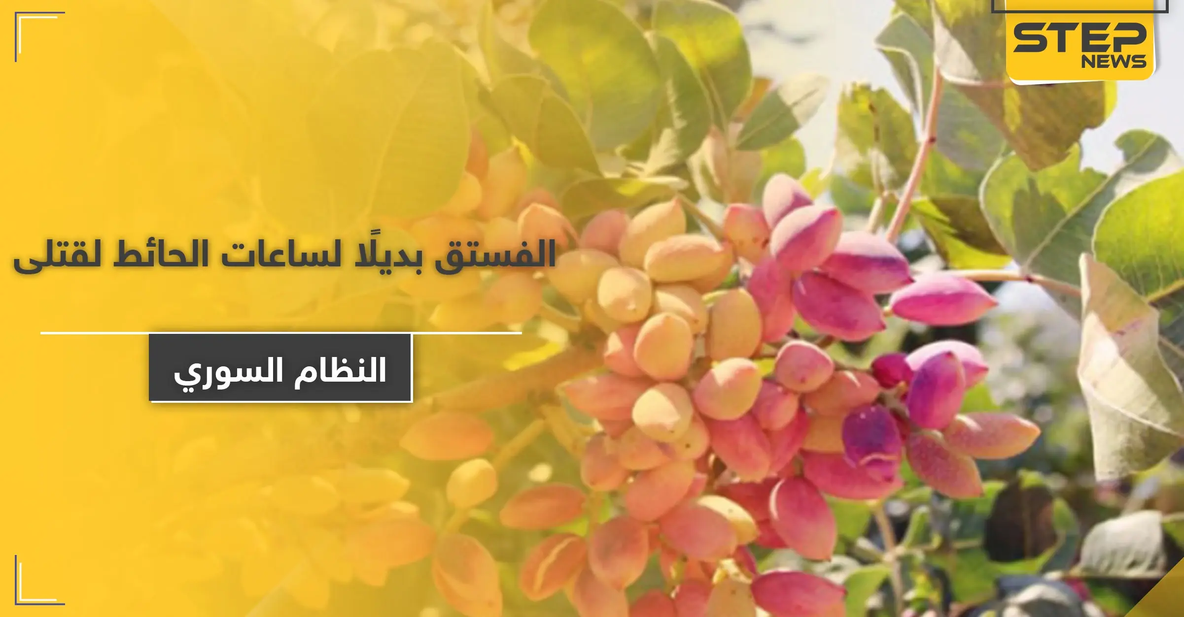 النظام السوري يستولي على محاصيل الفستق الحلبي بـ كفرزيتا وجنوبي إدلب.. مليارات الليرات ستذهب لأسر قتلاه!: صور سوريا